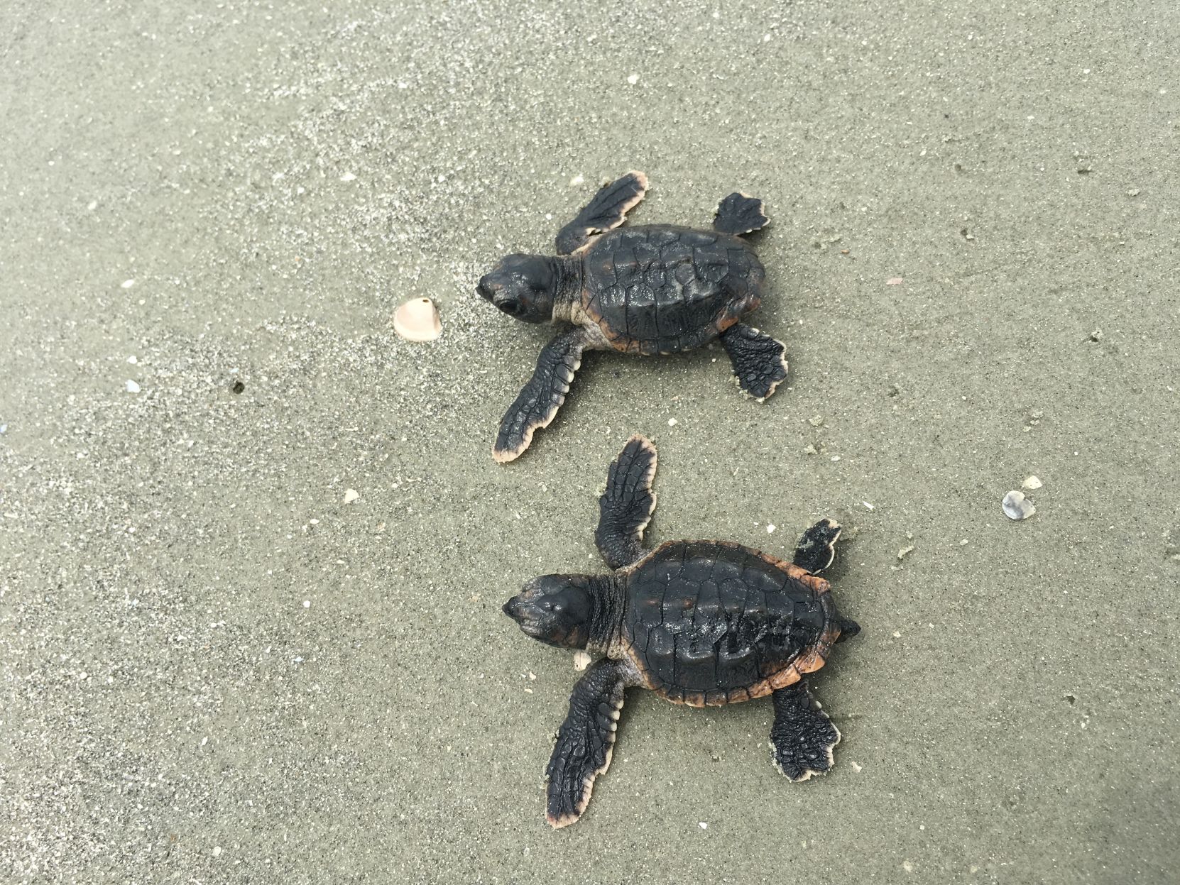 sea turtle project 3